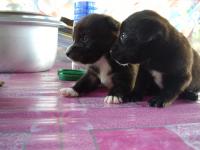 post-126208-0-58438600-1360608887_thumb.