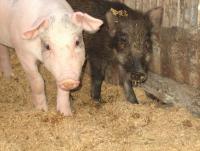 post-126208-0-60463300-1361544121_thumb.