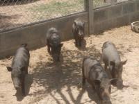 post-126208-0-77098800-1361543956_thumb.