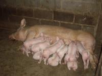 post-126208-0-77786000-1360389624_thumb.