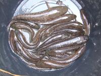 post-126208-0-77877300-1360957904_thumb.