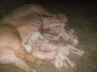 post-126208-0-79514600-1361596999_thumb.