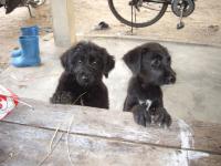 post-126208-0-80832400-1360608889_thumb.