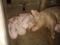 post-126208-0-85951200-1361597000_thumb.