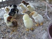 post-126208-0-88435100-1360389687_thumb.