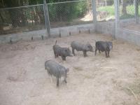 post-126208-0-89006500-1361543957_thumb.