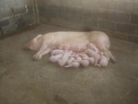 post-126208-0-92246600-1361596998_thumb.