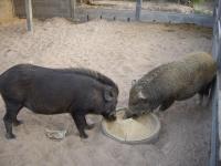 post-126208-0-94064600-1361543962_thumb.