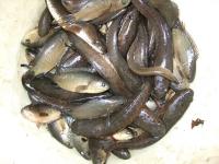 post-126208-0-97192700-1360957903_thumb.