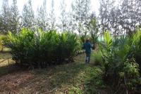 post-151257-0-33508000-1360477207_thumb.