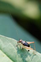 post-16612-0-11196900-1360838671_thumb.j