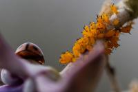 post-16612-0-22537300-1360838400_thumb.j