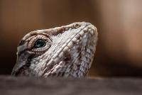 post-16612-0-37134900-1360838440_thumb.j