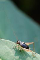 post-16612-0-40683700-1360838653_thumb.j