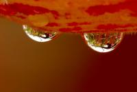 post-16612-0-46097600-1360838470_thumb.j