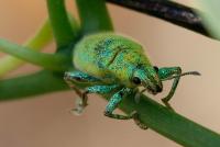 post-16612-0-59014600-1360838419_thumb.j