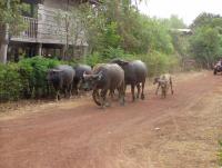 post-52957-0-47746700-1361179658_thumb.j