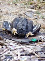 post-52957-0-51683700-1361167021_thumb.j