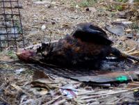 post-52957-0-53922600-1361167026_thumb.j