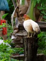 post-52957-0-77411000-1361166688_thumb.j