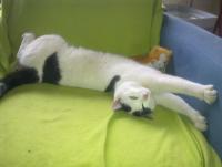 post-70928-0-05001000-1360961583_thumb.j