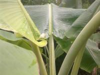 post-70928-0-10011700-1360961866_thumb.j