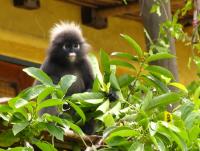 post-70928-0-35122100-1361015697_thumb.j