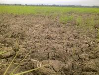 post-70928-0-40335100-1360496130_thumb.j