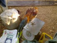 post-70928-0-40616500-1360348177_thumb.j