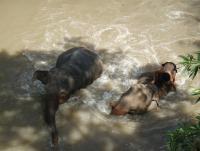 post-70928-0-94521900-1361014948_thumb.j