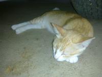 post-70928-0-99539000-1359883954_thumb.j