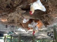 post-85853-0-44093100-1360499132_thumb.j