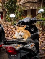 post-107798-0-07044100-1391788119_thumb.