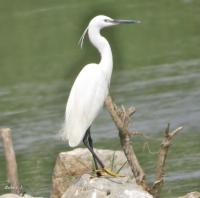 post-12069-0-02346900-1393127642_thumb.j