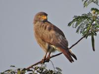 post-12069-0-07442900-1391232027_thumb.j