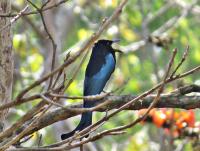 post-12069-0-40708200-1391583006_thumb.j