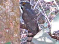 post-12069-0-53018200-1392040134_thumb.j