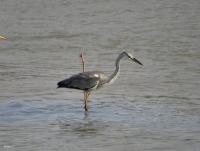 post-12069-0-84616300-1391780543_thumb.j