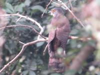 post-12069-0-88448200-1392014260_thumb.j