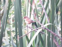 post-12069-0-97041300-1391494339_thumb.j