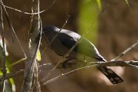 post-128422-0-04833300-1391401348_thumb.