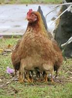 post-140056-0-90233300-1391929675_thumb.