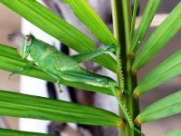 post-146250-0-42157000-1391575557_thumb.