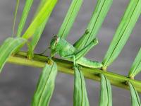 post-146250-0-50956200-1391575567_thumb.