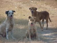 post-2215-0-41346900-1393469834_thumb.jp