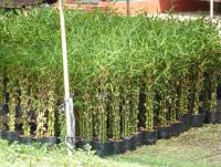 post-2215-0-76206500-1393470183_thumb.jp