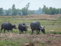 post-2215-0-82622200-1393470243_thumb.jp