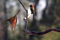 post-25665-0-57288300-1391270200_thumb.j