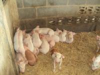 post-32351-0-20844600-1392672581_thumb.j