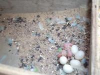 post-32351-0-21651300-1393069532_thumb.j